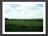Koeien aan IJsselmeer