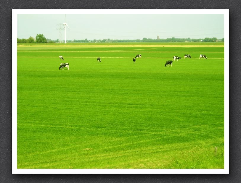 cows-in-green