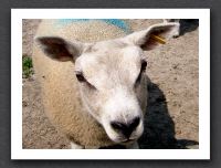 sheep-focus