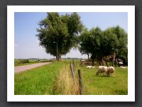 road-fence-sheep